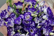 Buchet din 15 eustoma alb-violet — foto 4
