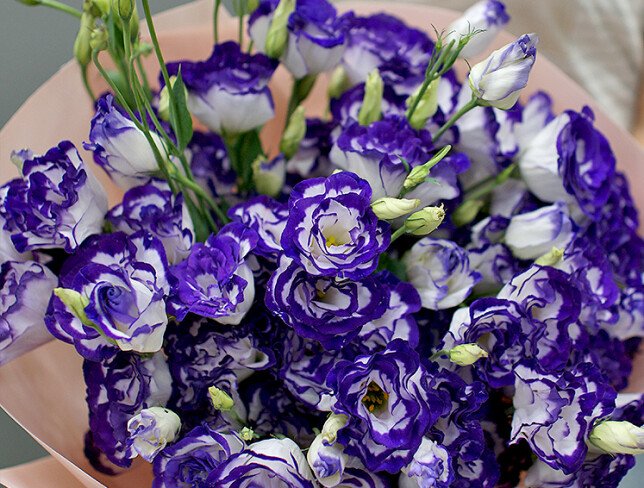 Buchet din 15 eustoma alb-violet foto