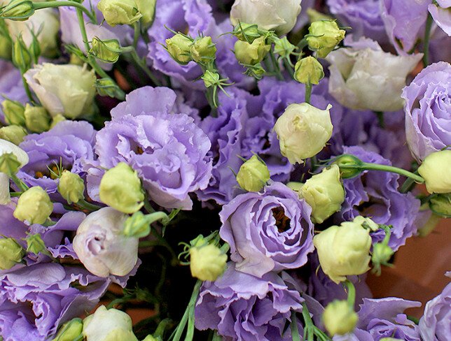 Buchet din 15 eustoma mov foto