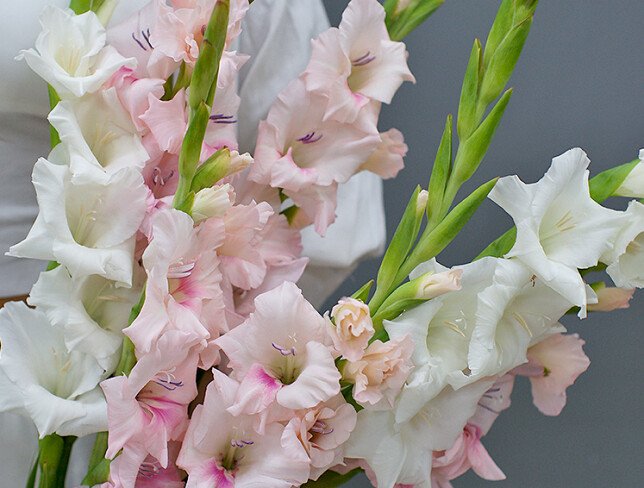 Bouquet of pink and white gladiolus photo