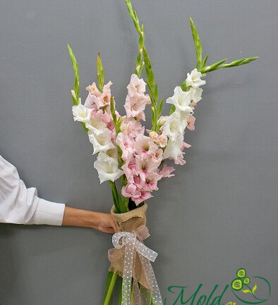 Bouquet of pink and white gladiolus photo 394x433
