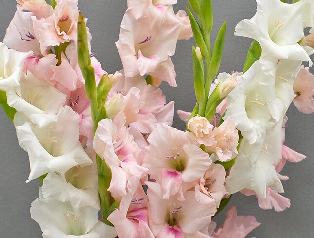 Bouquet of pink and white gladiolus photo
