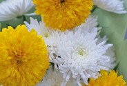 Buchet din crizanteme albe si floarea-soarelui galbene — foto 4