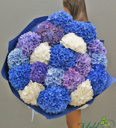 Bouquet of 19 colorful hydrangeas (pre-order, 10 days) photo 394x433