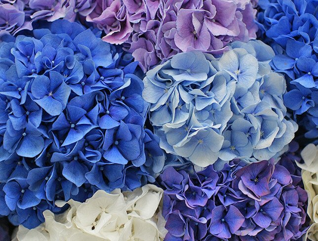 Bouquet of 19 colorful hydrangeas (pre-order, 10 days) photo