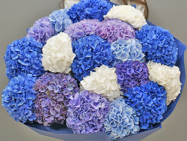Bouquet of 19 colorful hydrangeas (pre-order, 10 days) photo