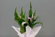 Calla roz în ghiveci — foto 1