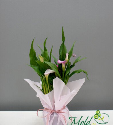 Calla roz în ghiveci foto 394x433