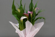 Calla roz în ghiveci — foto 2