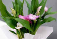 Calla roz în ghiveci — foto 3