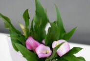 Calla roz în ghiveci — foto 4