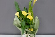 Calla galbenă în ghiveci — foto 1