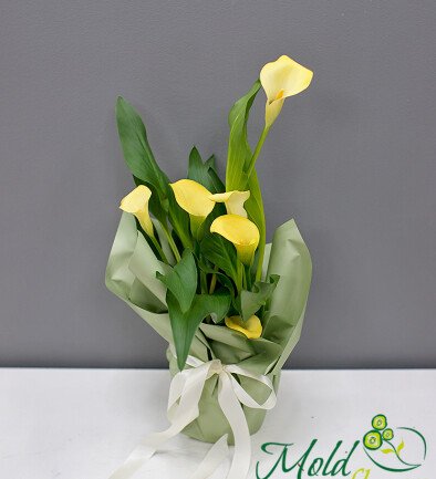 Calla galbenă în ghiveci foto 394x433