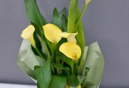 Calla galbenă în ghiveci — foto 2