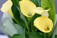 Calla galbenă în ghiveci — foto 3