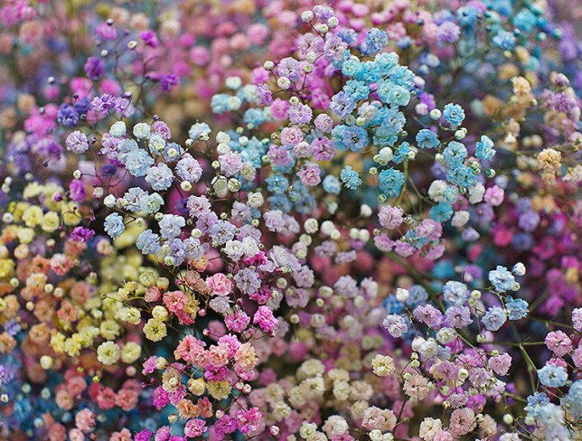 Bouquet of 19 multicolored gypsophila photo