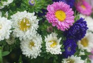 Buchet din astre "Soapta tomnatica" — foto 2