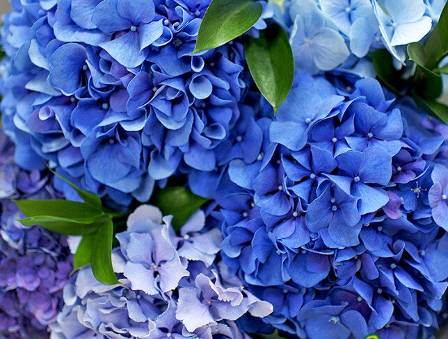 Buchet din 5 hortensii foto