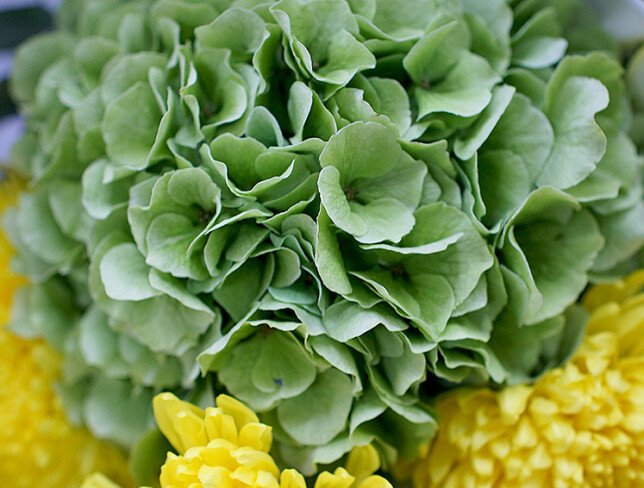 Bouquet of green hydrangea, lilies and yellow chrysanthemums photo