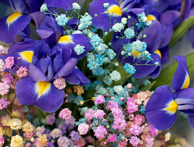 Buchet din irisi si gypsophila colorata foto