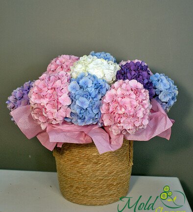 Wicker basket with multicolored hydrangeas photo 394x433