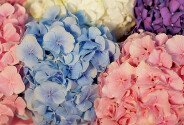Wicker basket with multicolored hydrangeas — photo 3