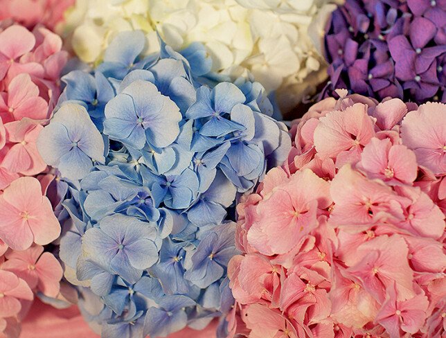 Wicker basket with multicolored hydrangeas photo