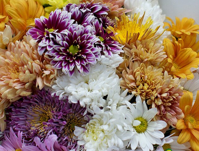 Bouquet of multicolored chrysanthemums “Autumn Warmth” photo