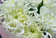 Bouquet of 5 white Vienа chrysanthemums — photo 3