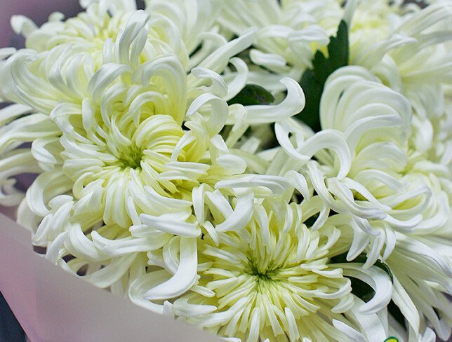 Bouquet of 5 white Vienа chrysanthemums — photo 3