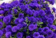 Букет из фиолетовых астр — фото 3