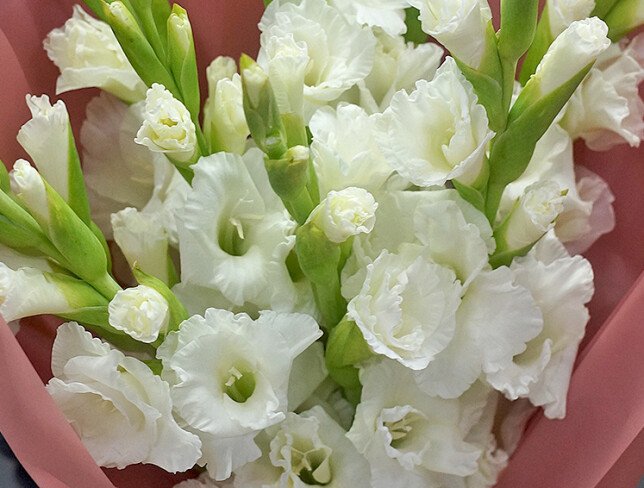 Buchet din 9 gladiole albe foto