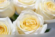 Buchet din 5 trandafiri albi "Candlelight" — foto 4