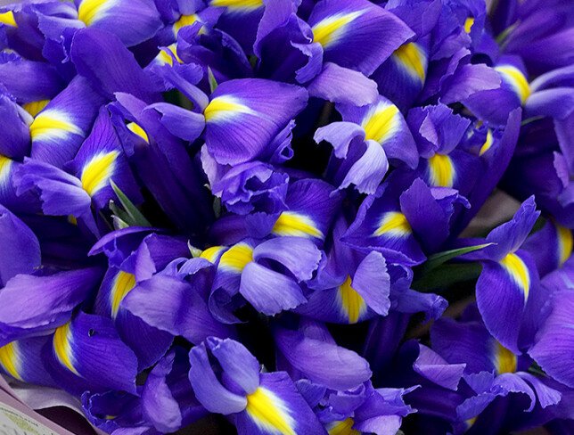 Bouquet of 25 purple irises photo
