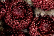 Букет из 7 коричневых шаровидных хризантем Bigoudi — фото 3