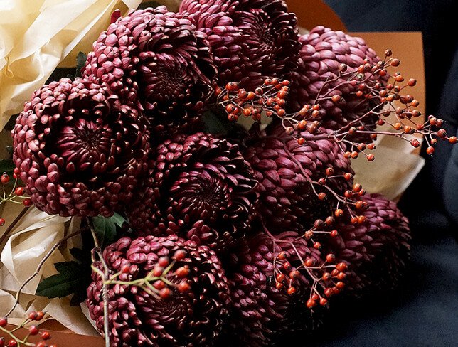 Bouquet of chrysanthemums Bigoudi "Burgundy Cloud" — photo 5