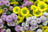 Букет из жёлтых и розовых хризантем — фото 3