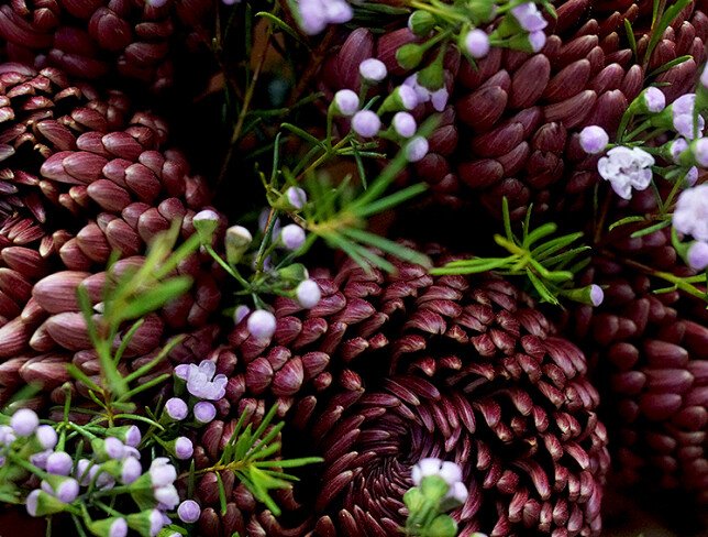 Buchet din 5 crizanteme sferice maro si waxflower foto