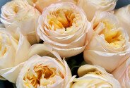Bouquet of 11 peony-shaped roses “Cream Expression” — photo 4