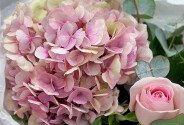 Buchet cu hortensie si trandafiri roz-pal — foto 3