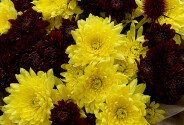 “Bright Chrysanthemums Bouquet” — photo 3