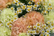 Bouquet of multicolored dianthus and daisies — photo 2
