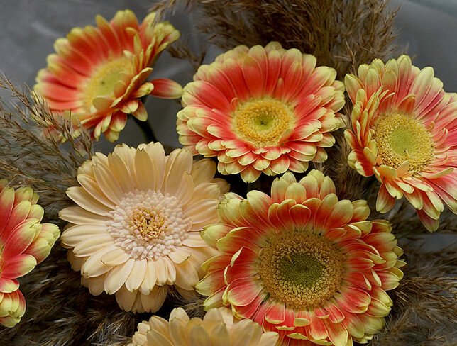 Buchet de gerbere „Vis de caramel” foto