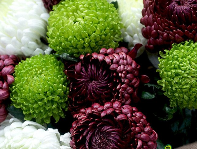 Bouquet "The Charm of Chrysanthemums Bigoudi " — photo 3