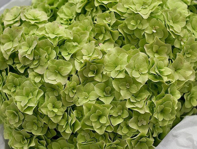 Buchet cu hortensie verde „Prospețime de smarald” foto