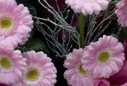 New Year bouquet of 7 pink gerberas — photo 3