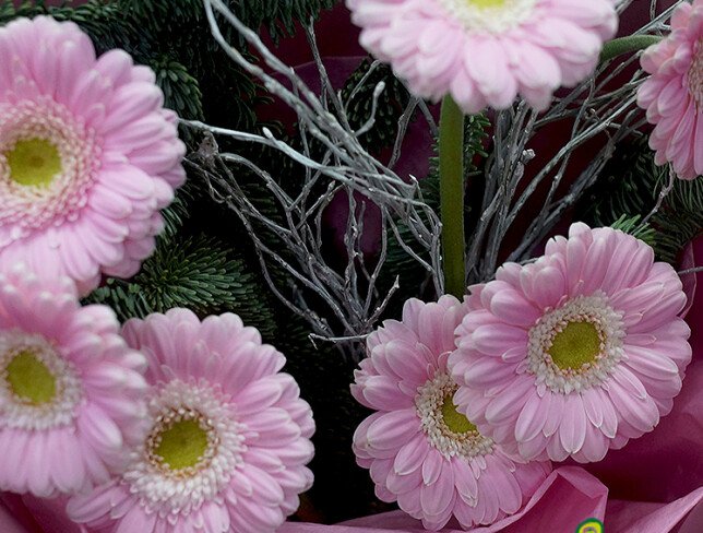 New Year bouquet of 7 pink gerberas photo