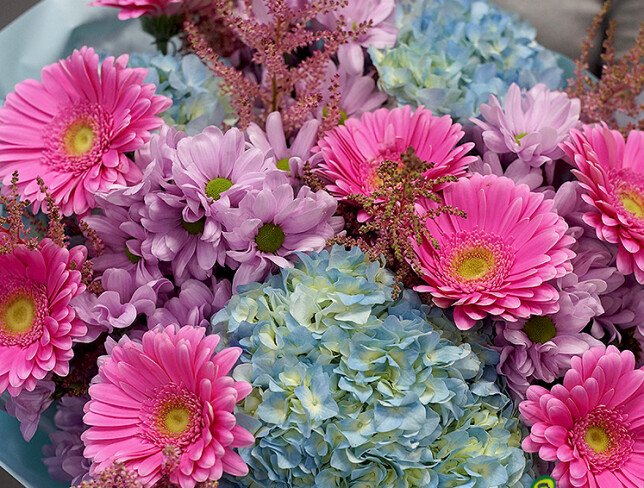 Bouquet of blue hydrangeas, pink gerberas, and chrysanthemums photo