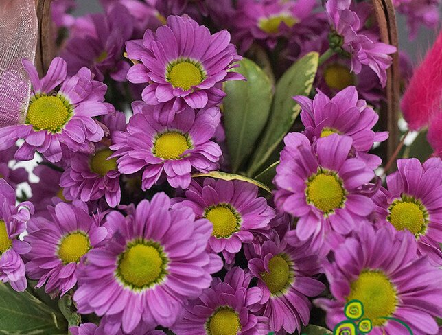 Mini basket with pink chrysanthemums photo