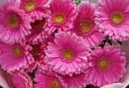 Bouquet of 15 pink gerberas — photo 3